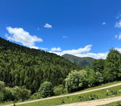 Альпийский луг летом
